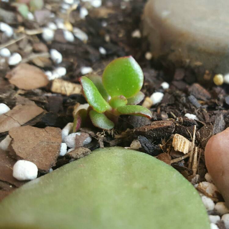 Crassula ovata �Minima�, Dwarf Jade Plant uploaded by