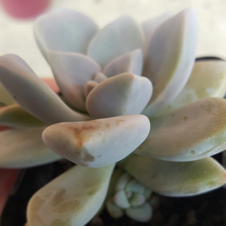 plant image 249222