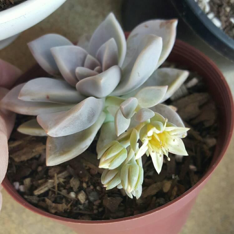 plant image 260302