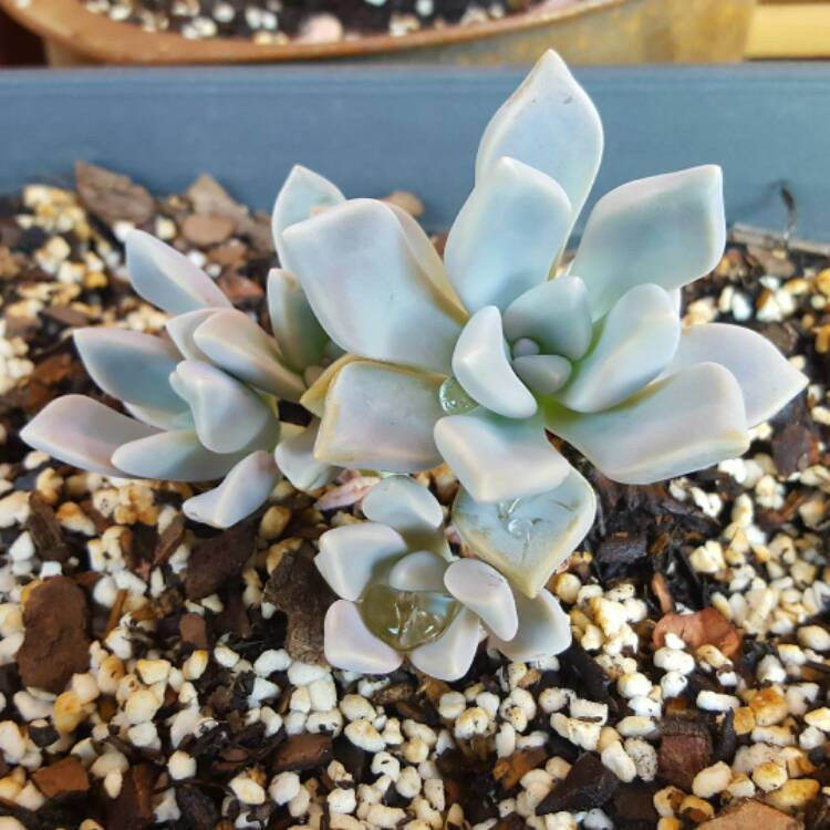 plant image 318063