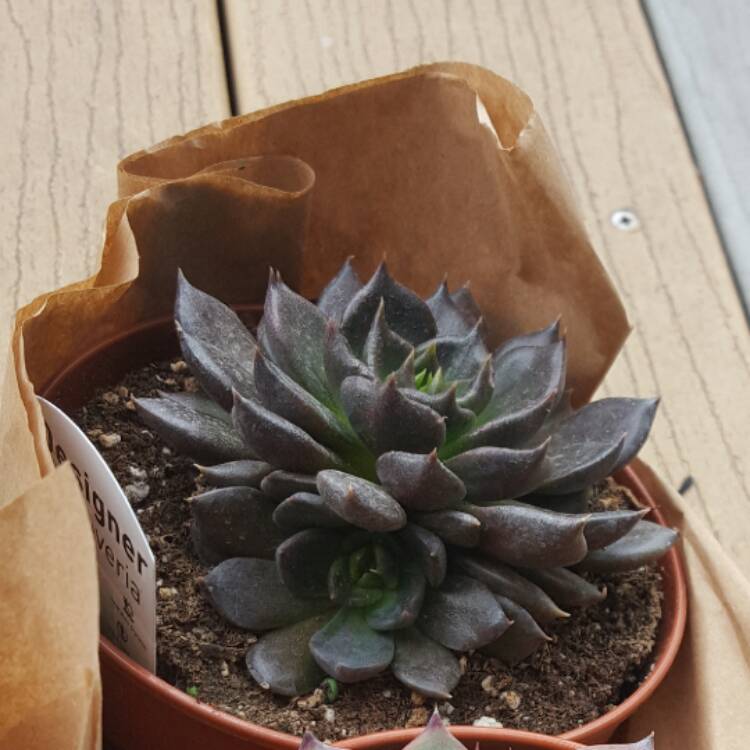plant image 472650