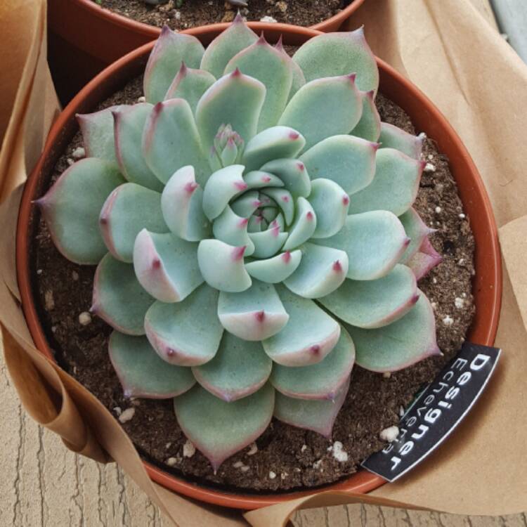 plant image 472655