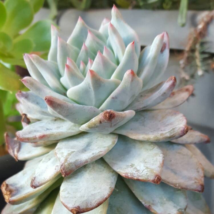 plant image 487153 plant image 487153
