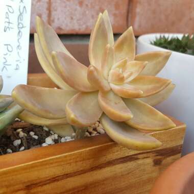 Sedum 'Pat's Pink'
