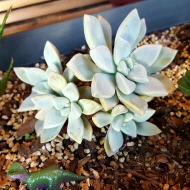 Graptopetalum 'Tricolour'