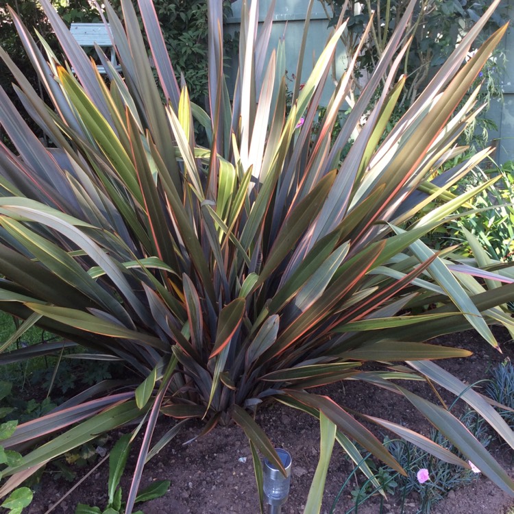 Phormium tenax, New Zealand flax - uploaded by @TexasTanya