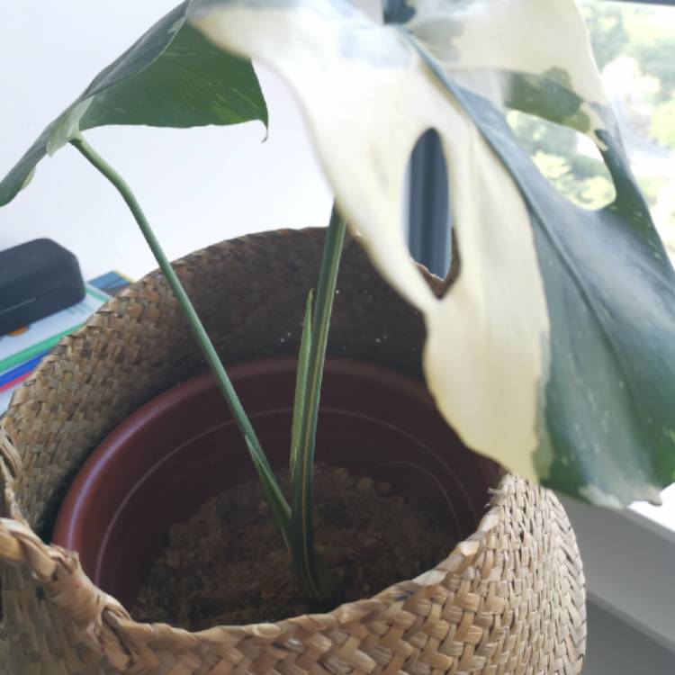 plant image 1141045