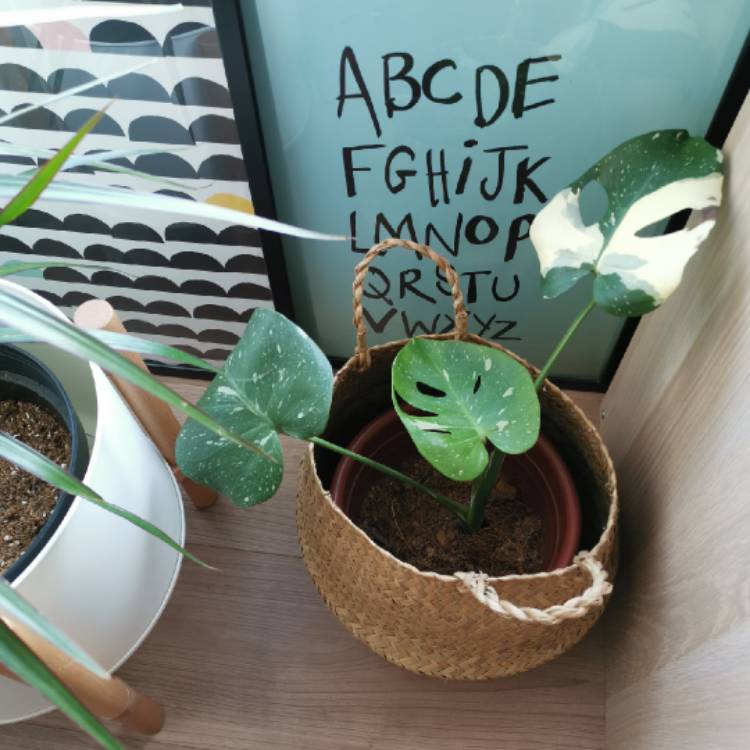 plant image 1160465