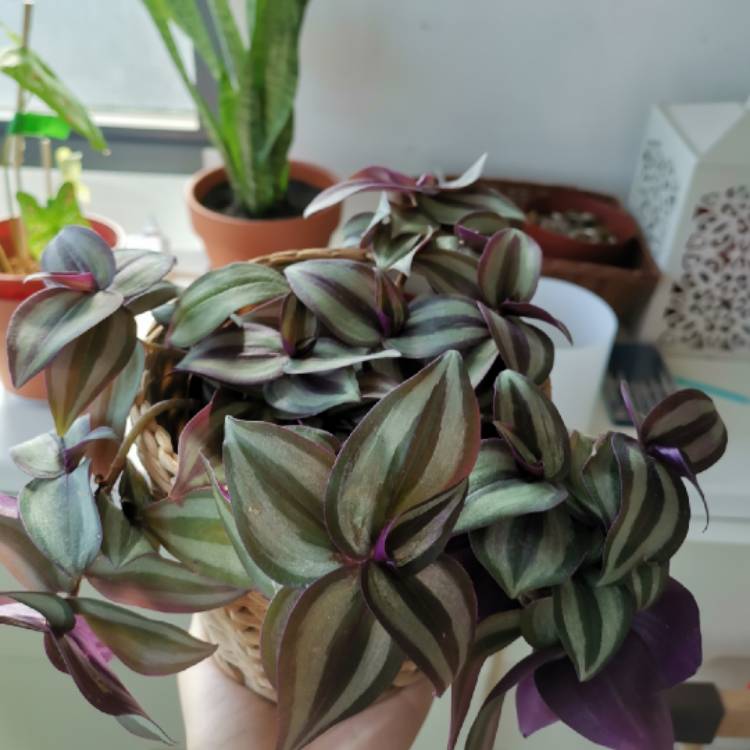 plant image 1160483