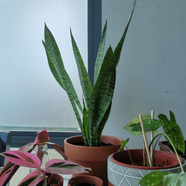 Plant image Sansevieria Black Coral