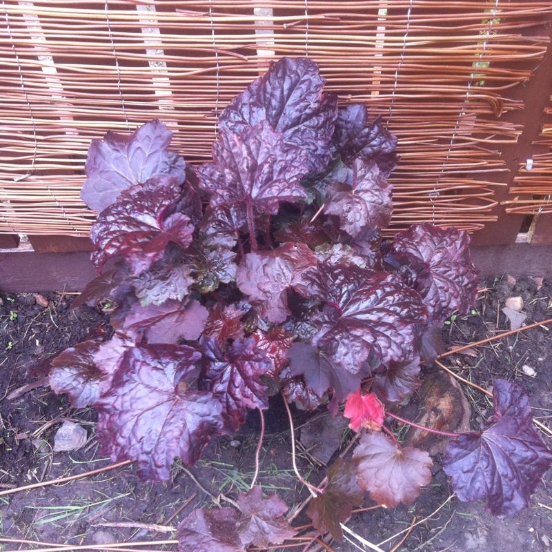 plant image 6540