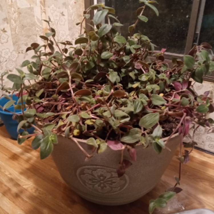 plant image 1285304