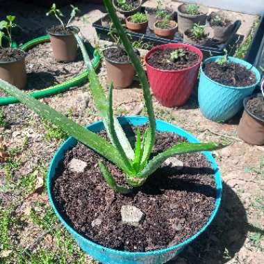 Aloe Vera