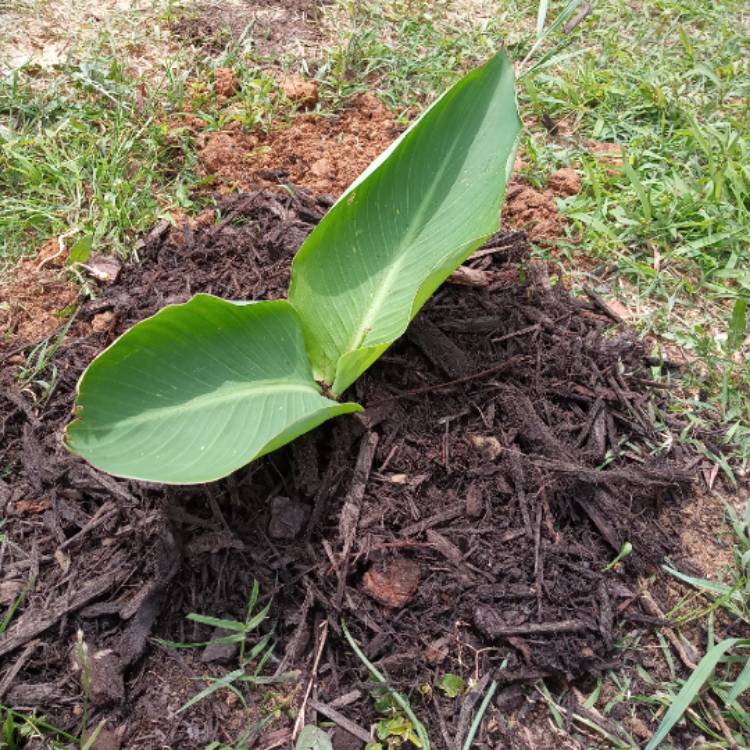 plant image 1295835