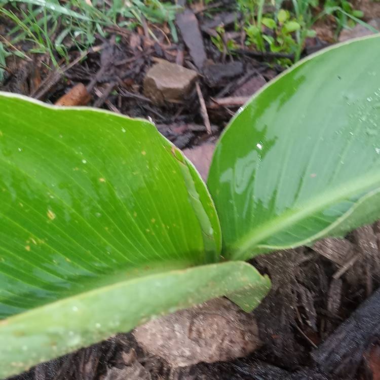 plant image 1300669