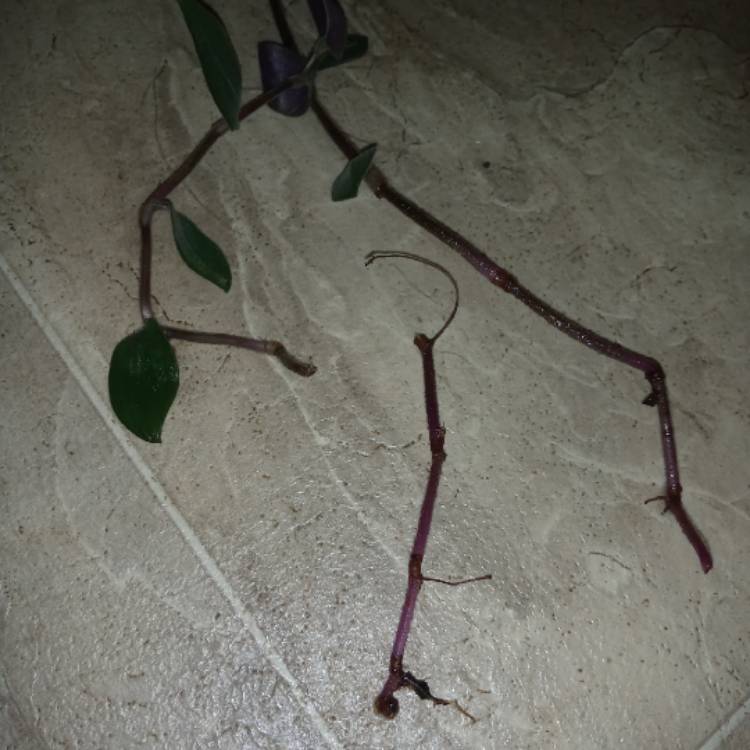 plant image 1300752
