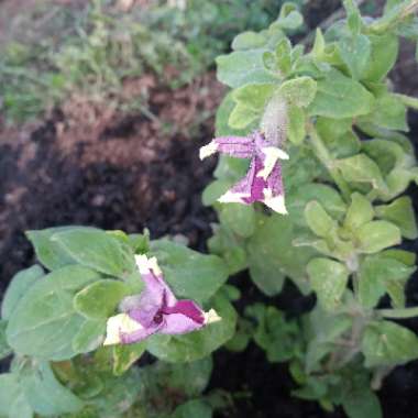 Petunia
