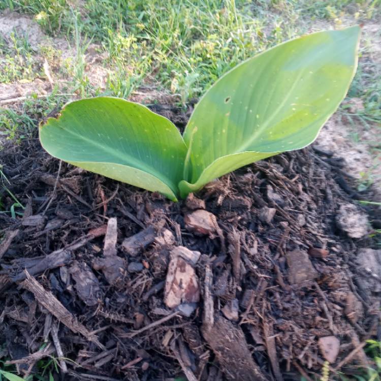 plant image 1302780