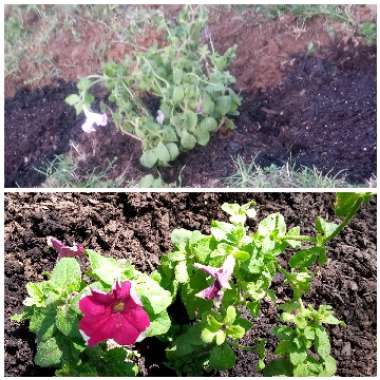 Petunia