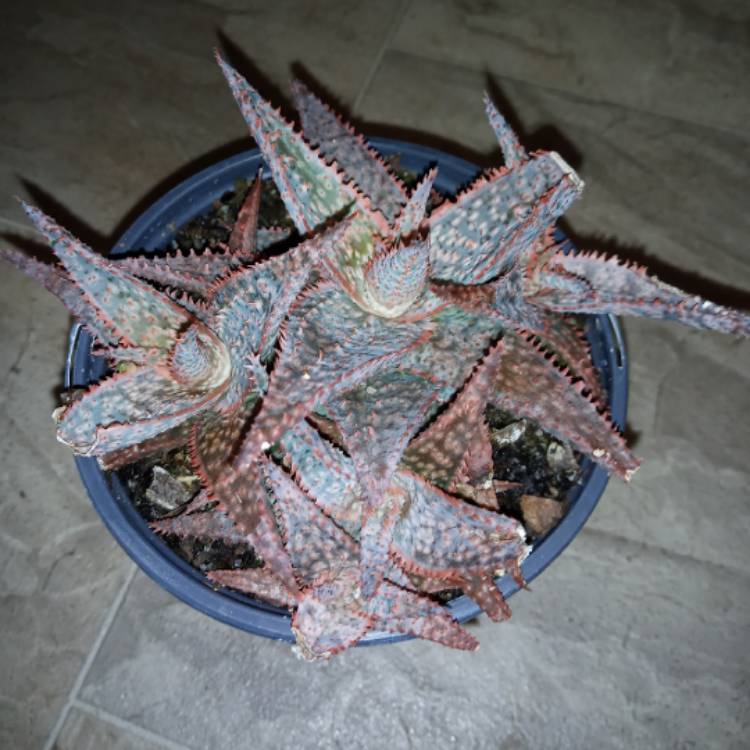 plant image 1303970