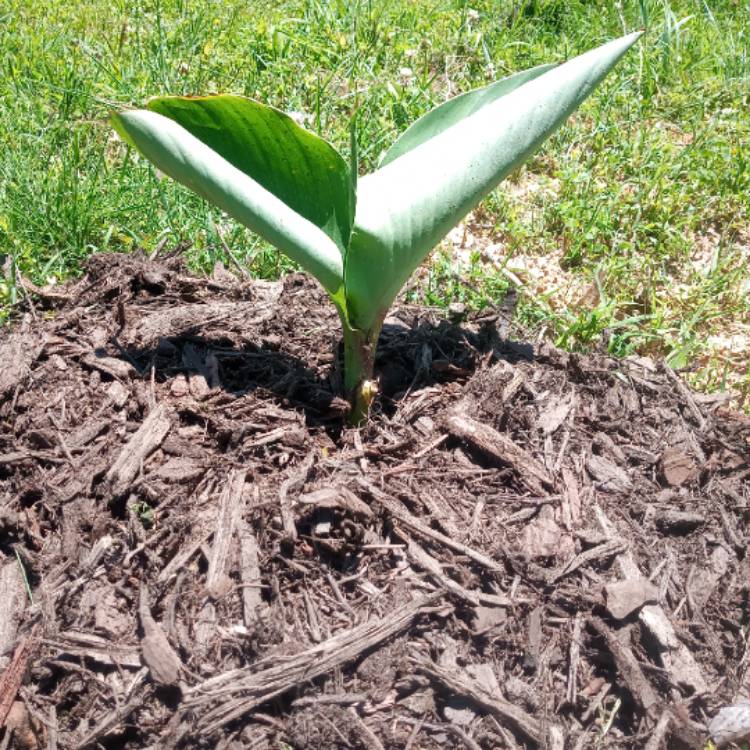 plant image 1304719