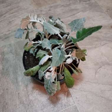 Salvia Argentea