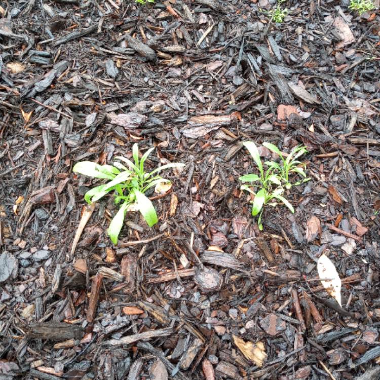 plant image 1310268 plant image 1310268