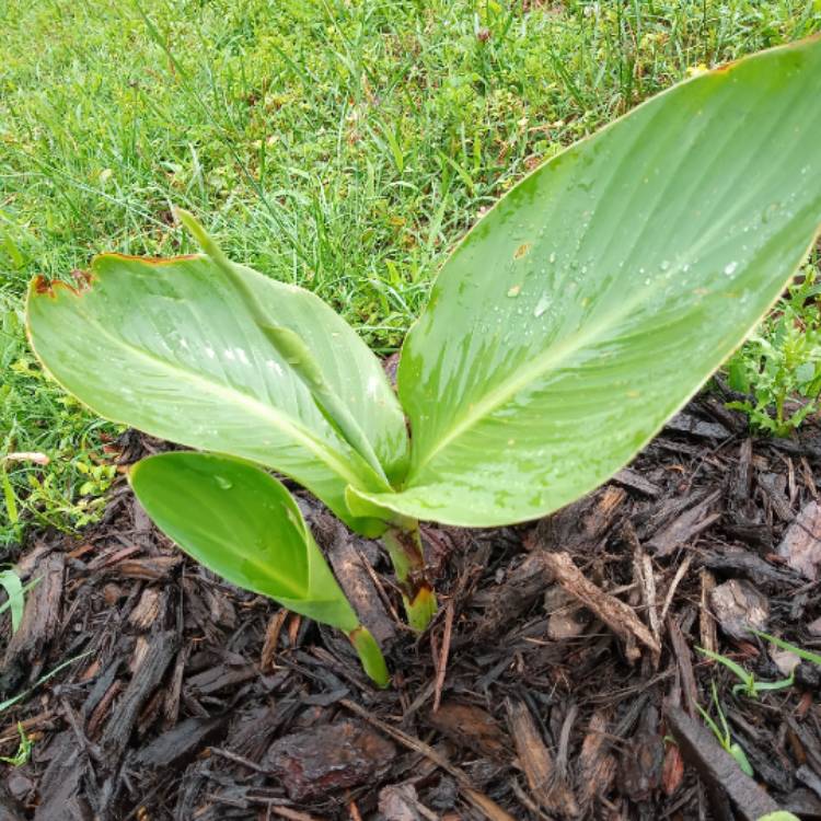 plant image 1310328