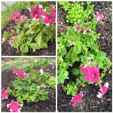 Petunia