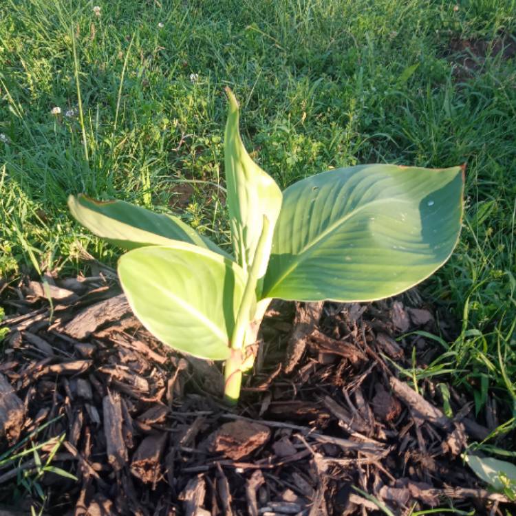 plant image 1312787
