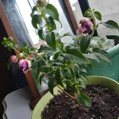 Fuchsia 'Magellanica'