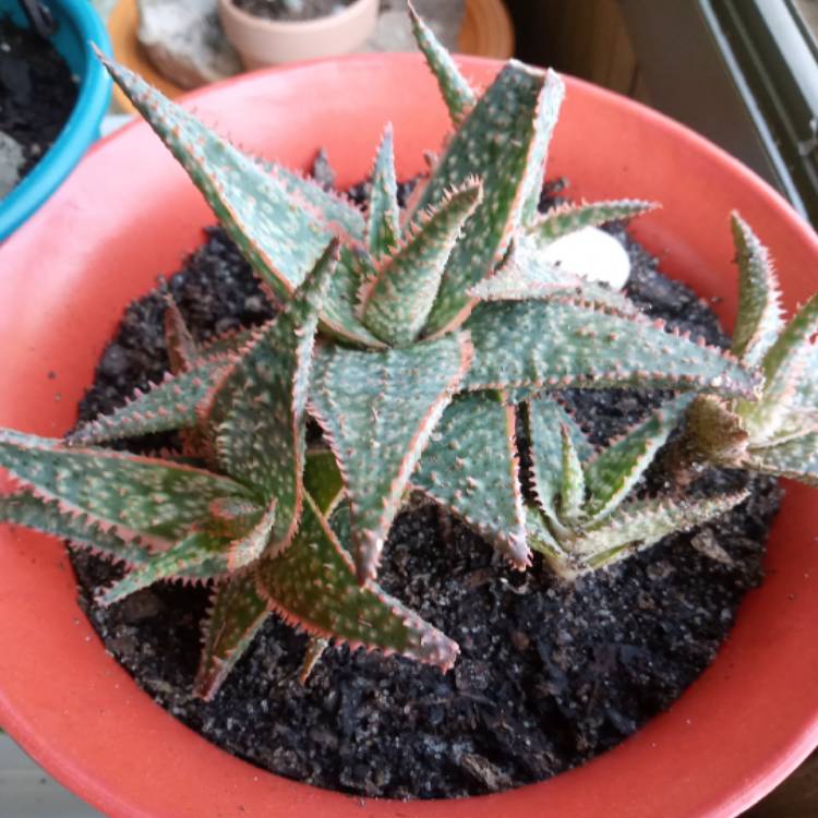 Plant image Aloe 'Bright Star'