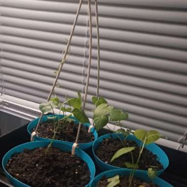 Ipomoea