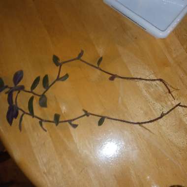 Tradescantia chrysophylla 'Baby Bunny Bellies'