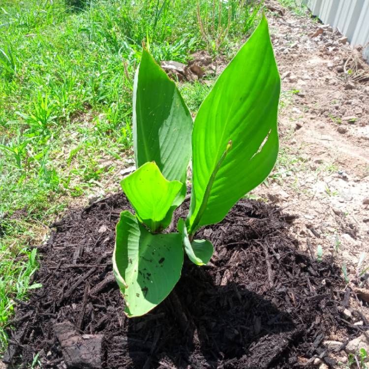 plant image 1320155