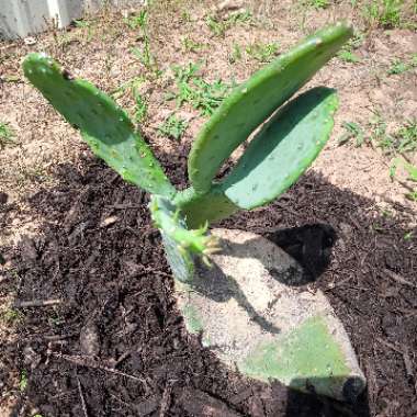 Opuntia Cacanapa 