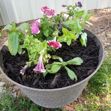 Petunia