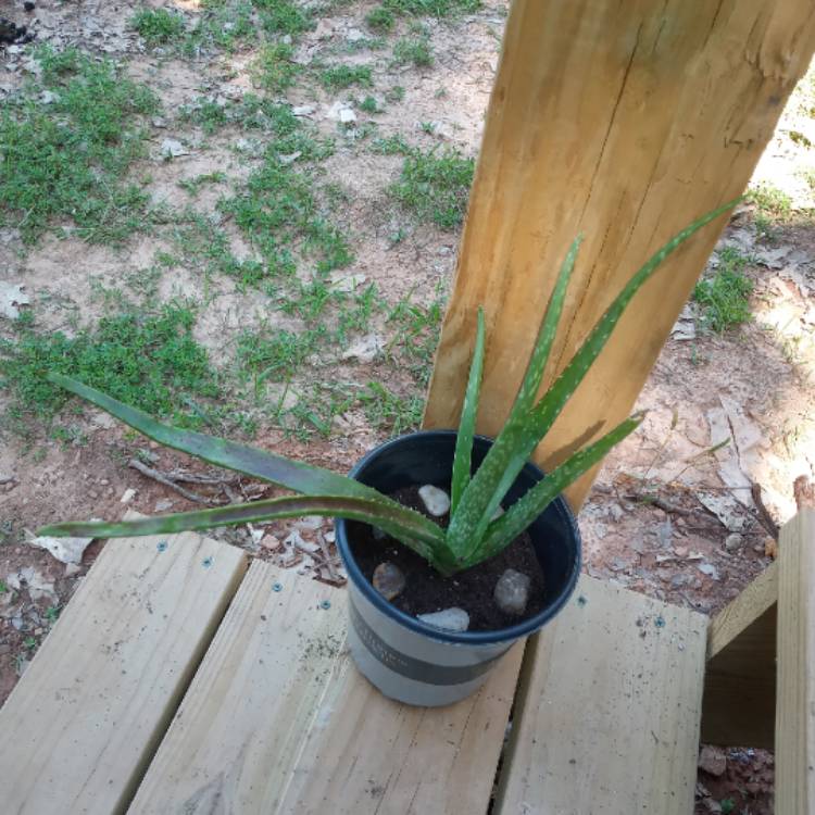 plant image 1321990 plant image 1321990