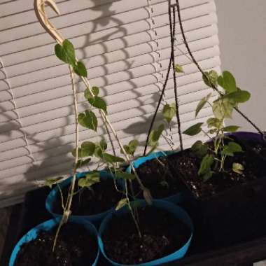 Ipomoea