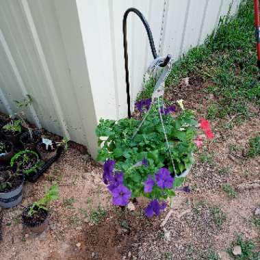 Petunia