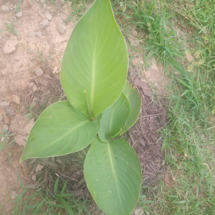 plant image 1324985