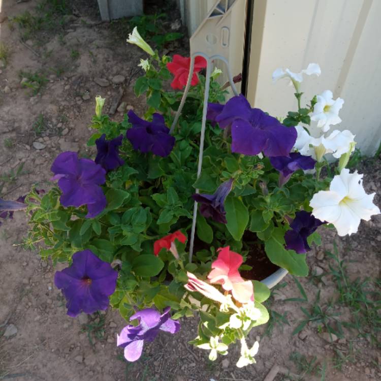 plant image 1327836 plant image 1327836