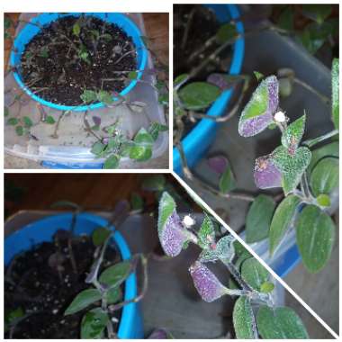 Tradescantia chrysophylla 'Baby Bunny Bellies'