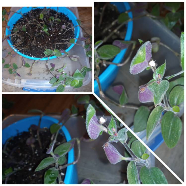 plant image 1328109