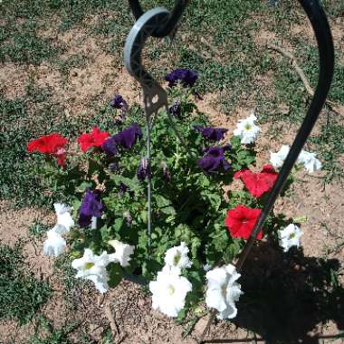 Petunia