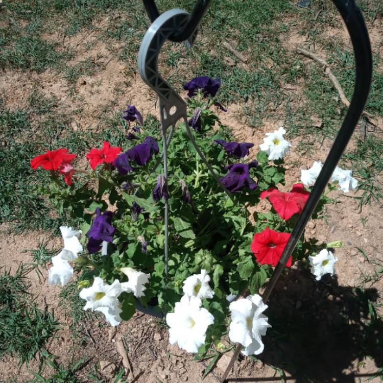 plant image 1328757 plant image 1328757