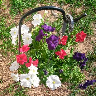 Petunia