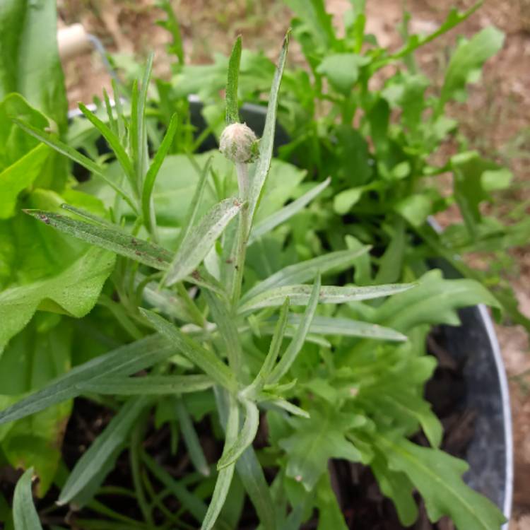 plant image 1336814 plant image 1336814