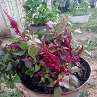 Celosia argentea plumosa