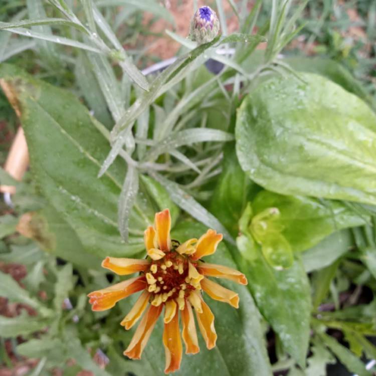 Plant image Centaurea cyanus 'Blue Boy'